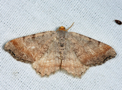 6339 - Blurry Chocolate Angle - Macaria transitaria