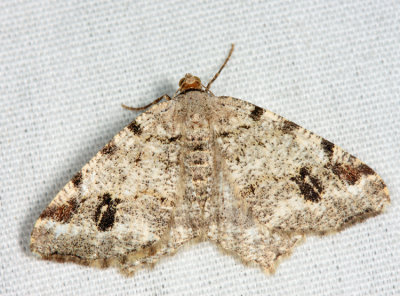 6344 - Pale-marked Angle - Macaria signaria