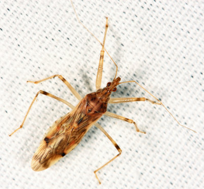 Lasiomerus annulatus