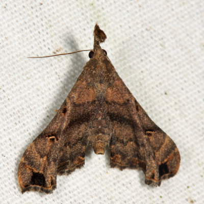 8398 - Faint-spotted Palthis - Palthis asopialis