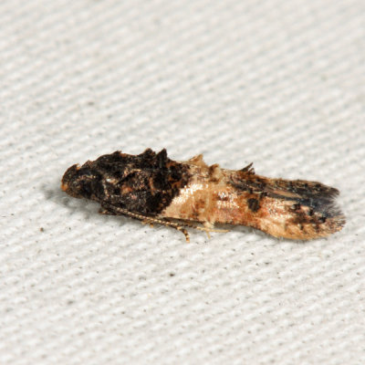  1615  Sweetclover Root Borer Moth  Walshia miscecolorella