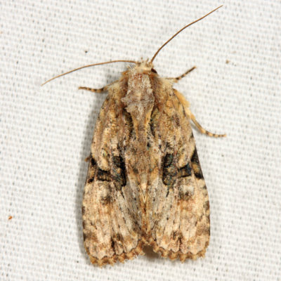 9404 – Black-banded Brocade Moth – Oligia modica