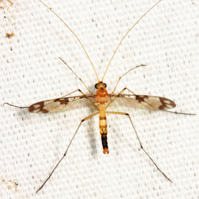 Macrocera formosa (male)