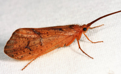 Giant Red Sedge - Pycnopsyche scabripennis