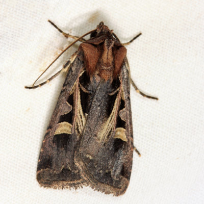  10676  Master's Dart Moth  Feltia herilis