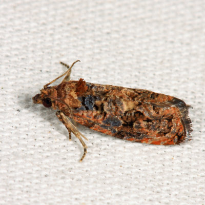  2738  Verbena Bud Moth  Endothenia hebesana