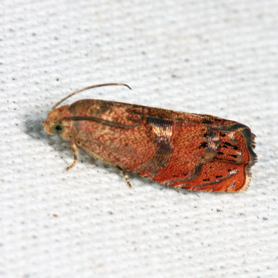 3494 - Filbertworm Moth - Cydia latiferreana