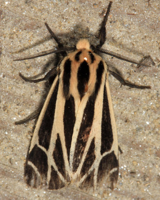 8171  Nais Tiger Moth  Apantesis nais