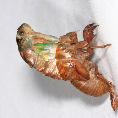 Northern Dog-day Cicada - Neotibicen canicularis