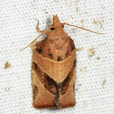 3594 - Three-lined Leafroller - Pandemis limitata