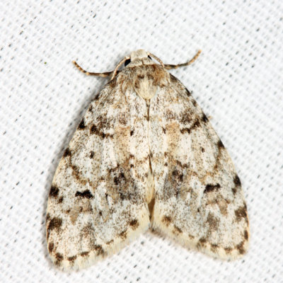 8098 - Little White Lichen Moth - Clemensia albata