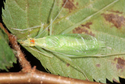 Narrow-winged Tree Cricket - Oecanthus niveus