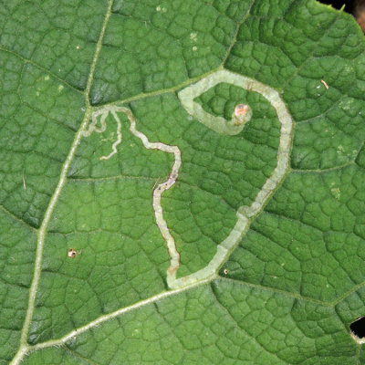 Liriomyza arctii (leaf mine)