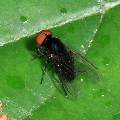  Platypeza anthrax (male)