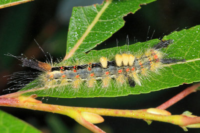 8308 - Rusty Tussock Moth - Orgyia antiqua