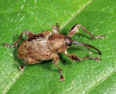 Curculio nasicus