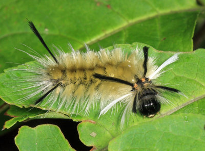8203 - Banded Tussock Moth caterpillar - Halysidota tessellaris