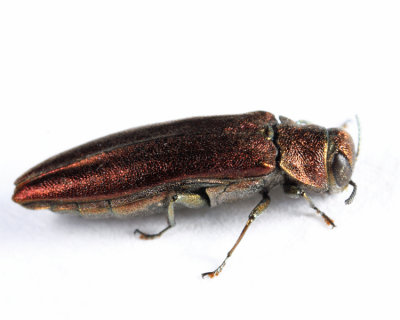 Willow Gall Limb Borer - Agrilus politus