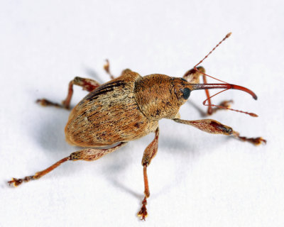 Curculio nasicus