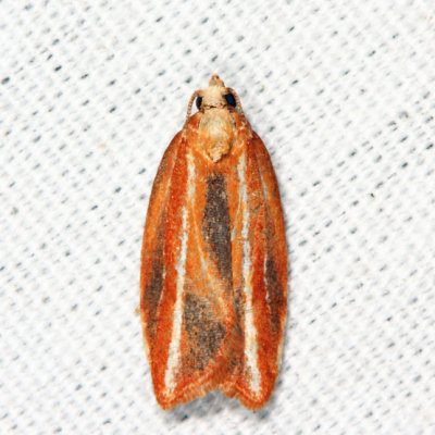 3548 - Eastern Black-headed Budworm Moth - Acleris variana