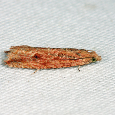 Bactra sp.