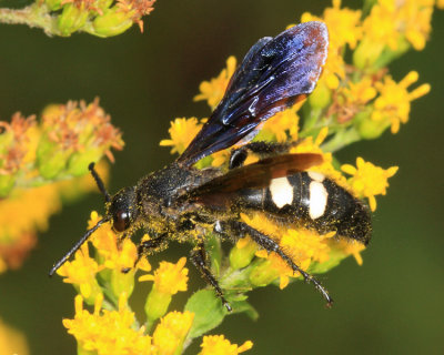 Double-banded Scoliid - Scolia bicincta