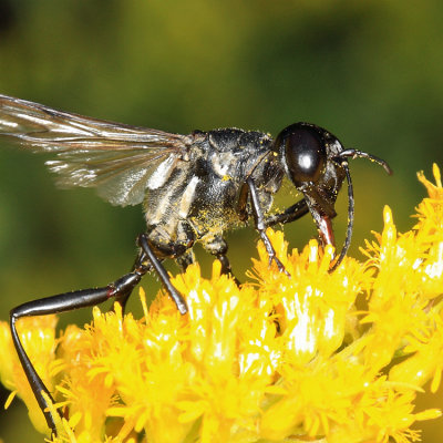 Ammophila procera