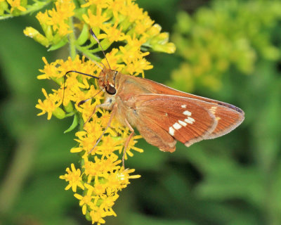 Leonard's Skipper - Hesperia leonardus