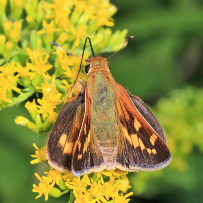 Leonard's Skipper - Hesperia leonardus