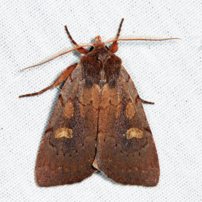  10967  Southern Variable Dart Moth  Xestia elimata