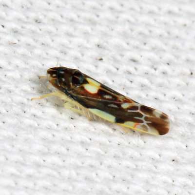 Erasmoneura atra