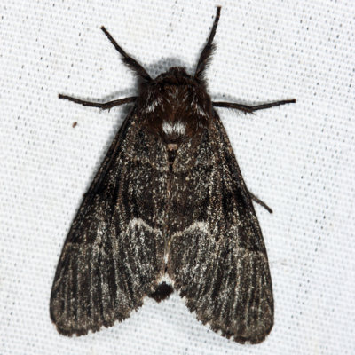 9182 - melanistic Eastern Panthea - Panthea furcilla