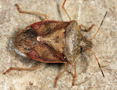 Brown Stink Bug - Euschistus servus