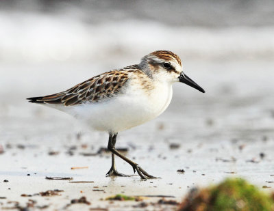 Semipalmated Sandpiper - Calidris pusilla