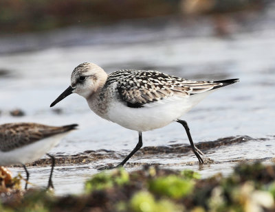 Sanderling - Calidris alba