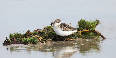 Semipalmated Sandpiper - Calidris pusilla