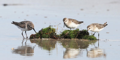 White-rumped Sandpiper - Calidris fuscicollis & Semipalmated Sandpiper - Calidris pusilla