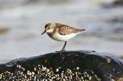 Semipalmated Sandpiper - Calidris pusilla