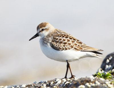 Semipalmated Sandpiper - Calidris pusilla