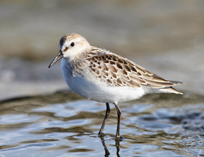 Semipalmated Sandpiper - Calidris pusilla