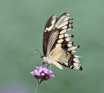 Giant Swallowtail - Papilio cresphontes
