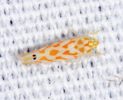 Eratoneura sp.