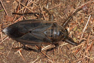 Giant Water Bugs - Belostomatidae