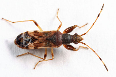 Neopamera albocincta