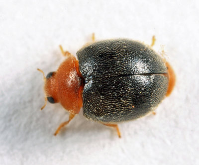 Scymnus cervicalis 