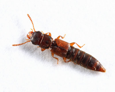 Rove Beetles - subfamily Phloeocharinae