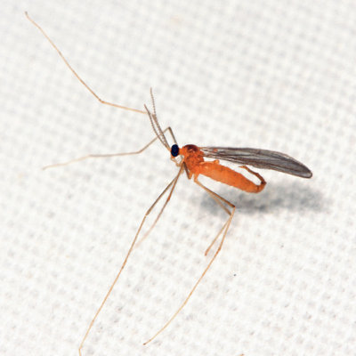 Camptomyia sp.