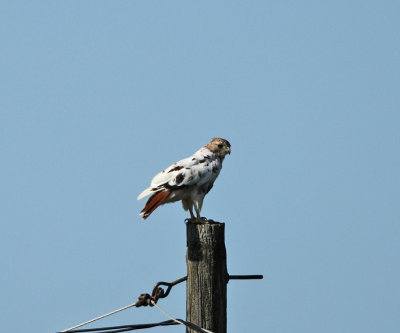 leucistic Red-tailed Hawk - Buteo jamaicensis 
