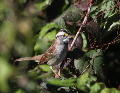 White-throated Sparrow - Zonotrichia albicollis 