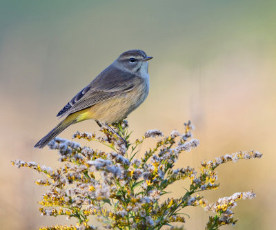 Palm Warbler - Setophaga palmarum (western)